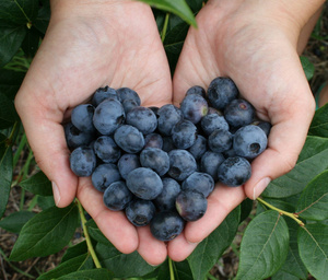 Pick your own blueberries now open!